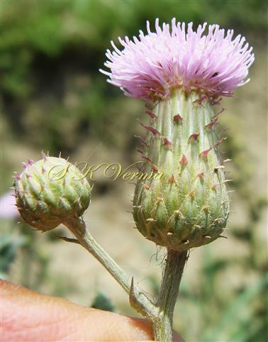  Capitula